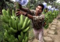 /album/fotogaleria/fecproduccion-banano-jpg/